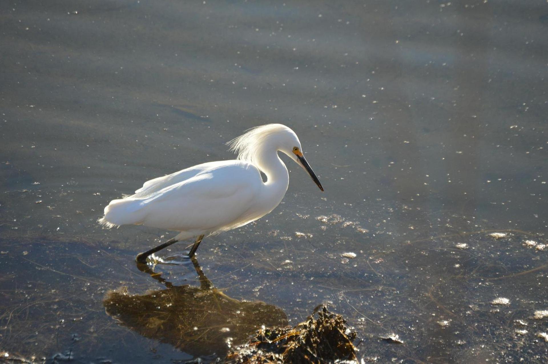 350 Walker Cup Villa Kiawah Island Dış mekan fotoğraf