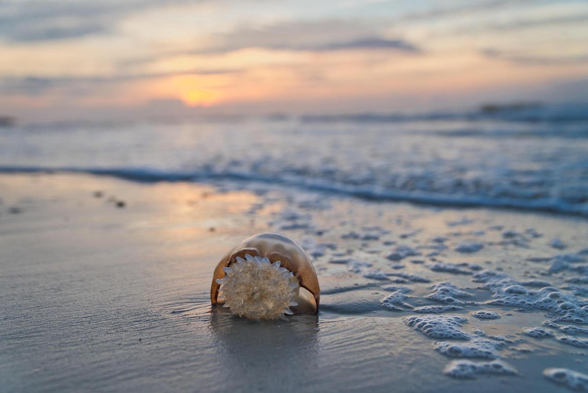 350 Walker Cup Villa Kiawah Island Dış mekan fotoğraf